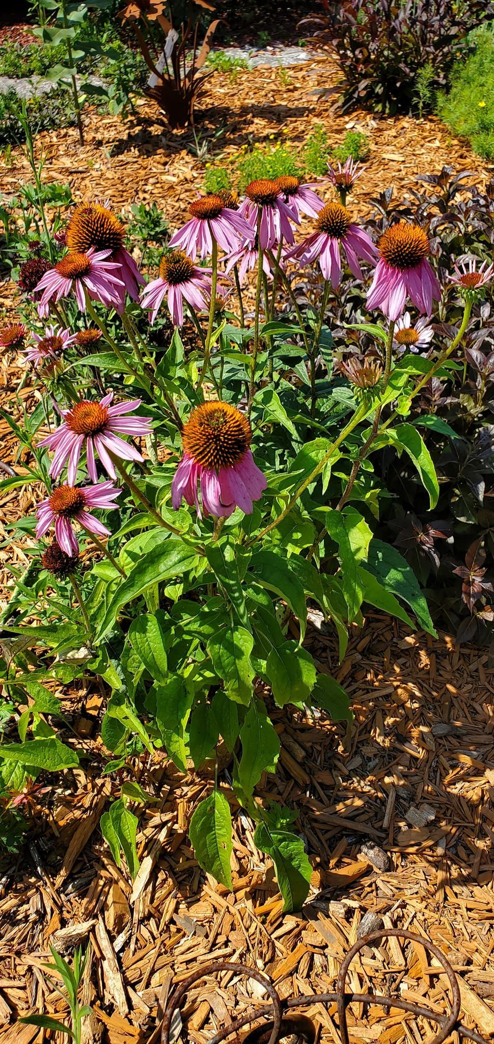 A bunch of purple flowers are growing in a garden.