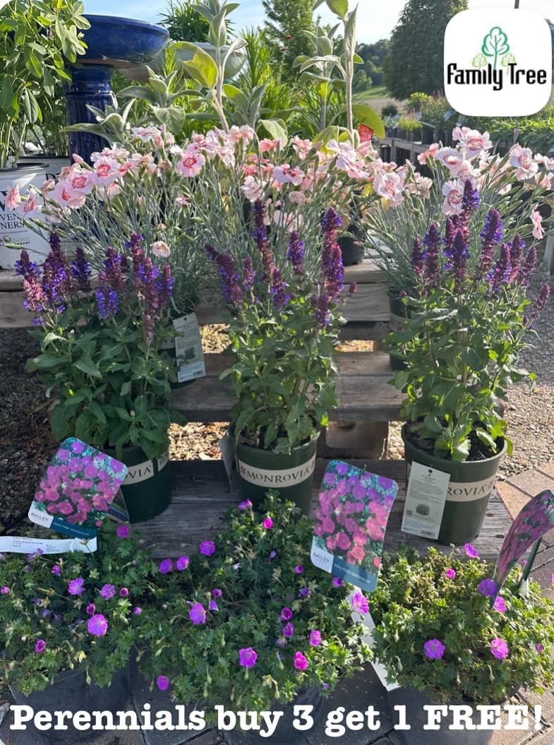 Perennials buy 3 get 1 free !