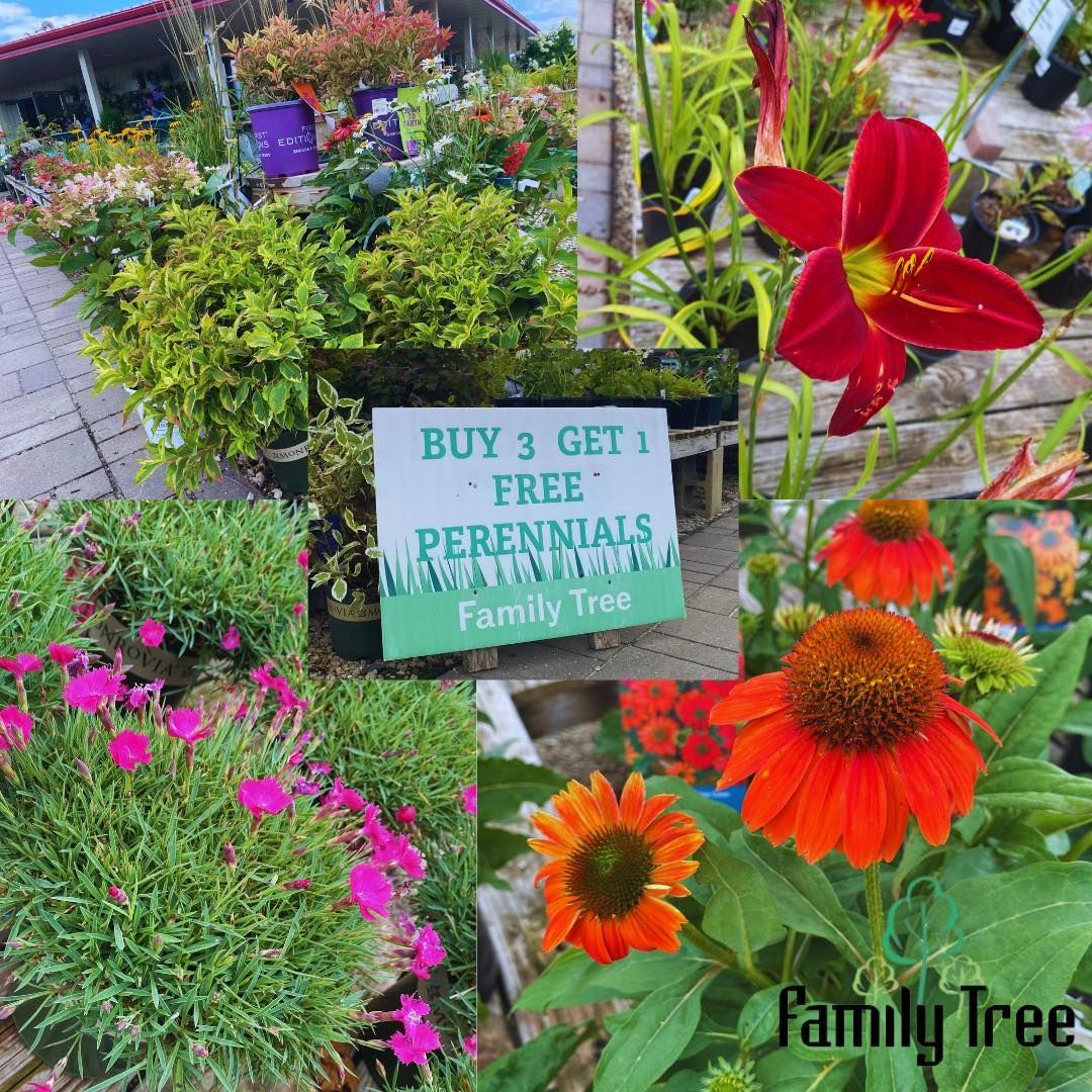A sign that says buy 3 get 1 free perennials family tree