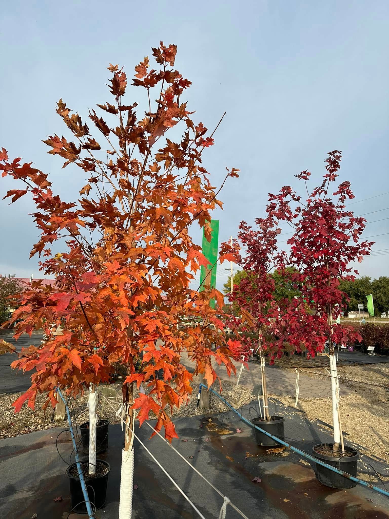 A row of trees with red and orange leaves in a garden.