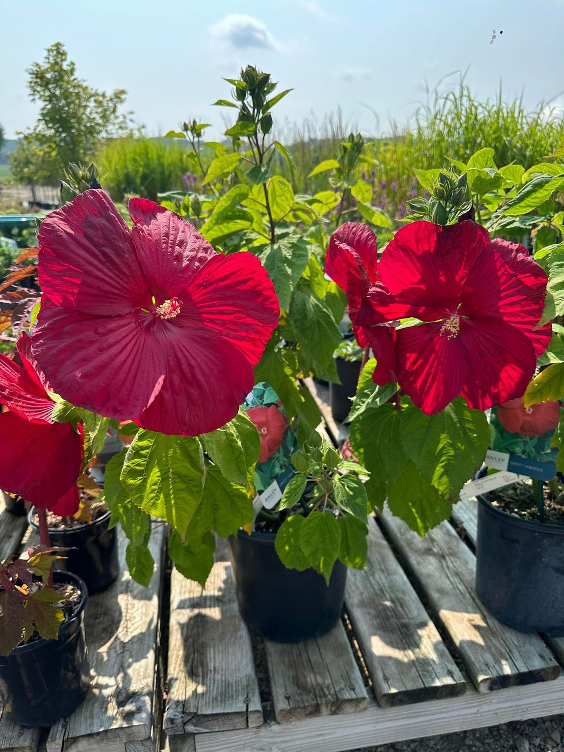 A bunch of red flowers are sitting on a wooden table.
