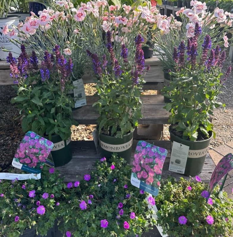 A bunch of potted flowers are sitting on a wooden table.