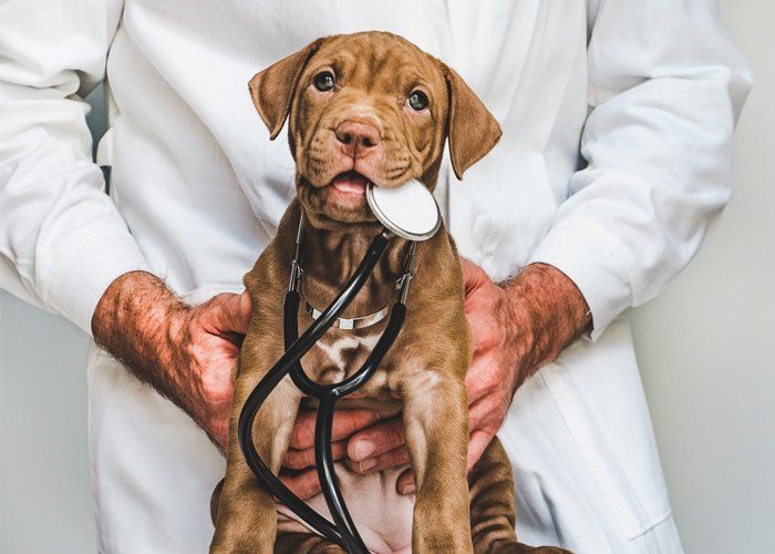 Puppy With Veterinarian — Manassas, VA — Morganna Animal Clinic & Boarding Kennel
