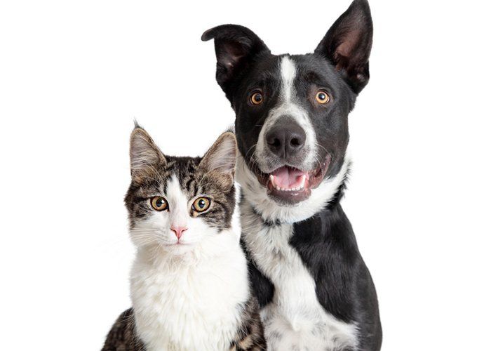 Cat and Dog Together — Manassas, VA — Morganna Animal Clinic & Boarding Kennel