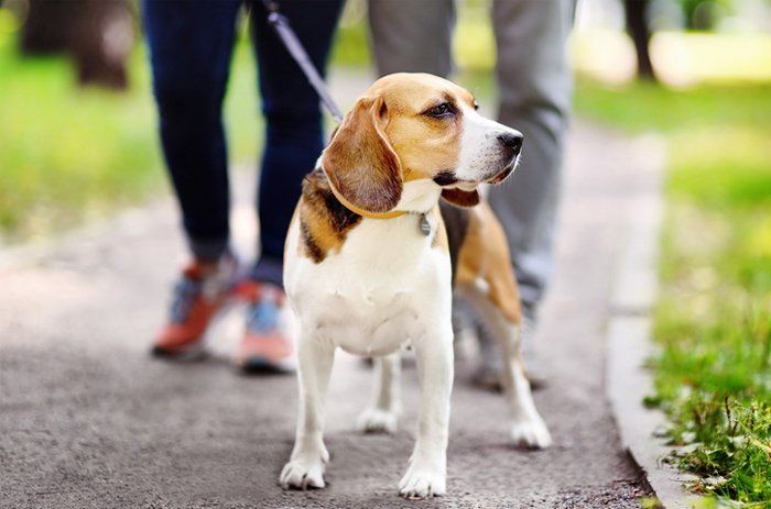 Walking With Beagle Dog — Manassas, VA — Morganna Animal Clinic & Boarding Kennel