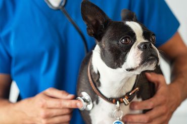Dog Checkup — Manassas, VA — Morganna Animal Clinic & Boarding Kennel