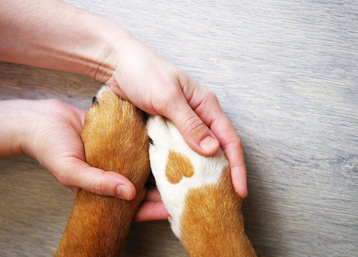 Dog Paw — Manassas, VA — Morganna Animal Clinic & Boarding Kennel