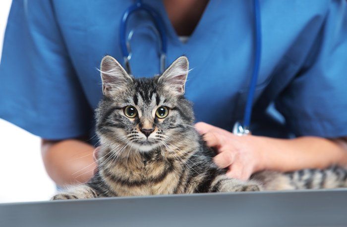 Cat Veterinary Caring — Manassas, VA — Morganna Animal Clinic & Boarding Kennel