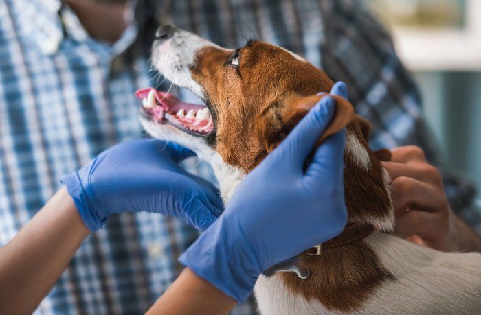 Dog Examined By The Veterinarian — Manassas, VA — Morganna Animal Clinic & Boarding Kennel