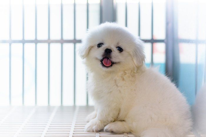 Puppy In The Cage — Manassas, VA — Morganna Animal Clinic & Boarding Kennel