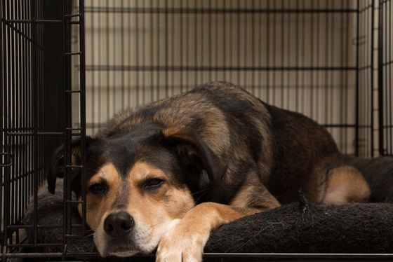 Dog In The Cage — Manassas, VA — Morganna Animal Clinic & Boarding Kennel