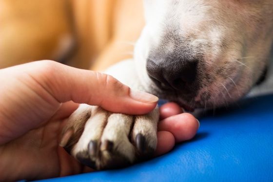 Man Holding Dog's Paw — Manassas, VA — Morganna Animal Clinic & Boarding Kennel