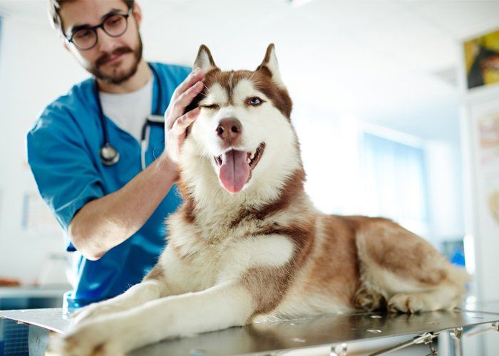 Husky At The Veterinary Clinic — Manassas, VA — Morganna Animal Clinic & Boarding Kennel