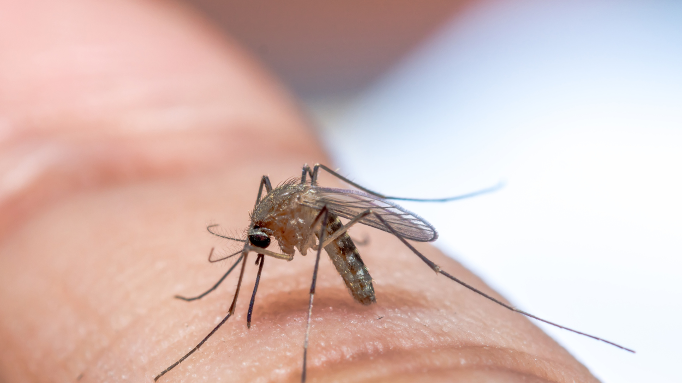 mosquito control