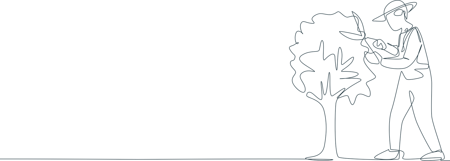 Person pruning a tree.