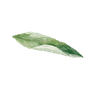 leaf image