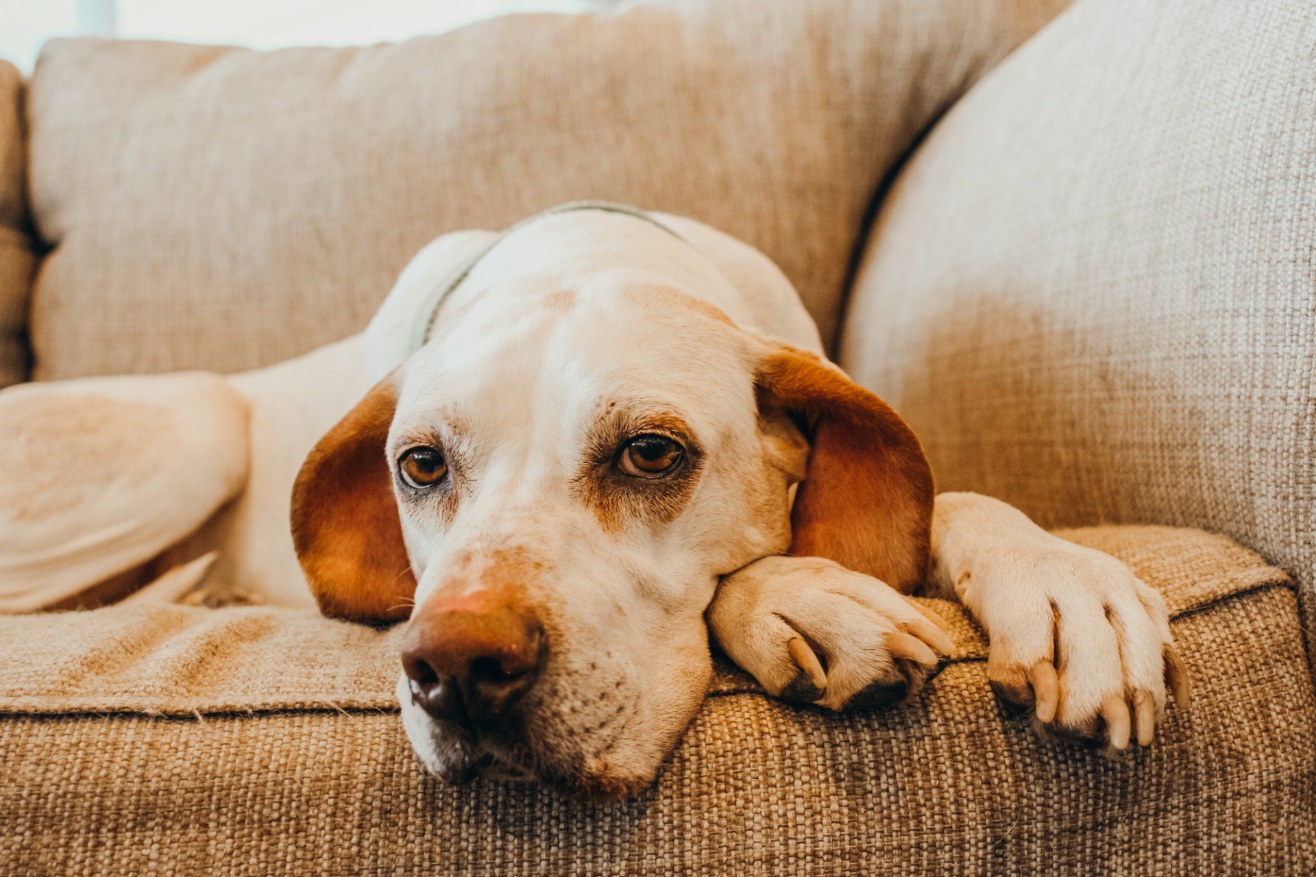 Columbia Second Chance Provides Recourses to Help Understand Your Dog’s Behavior in Columbia, MO.