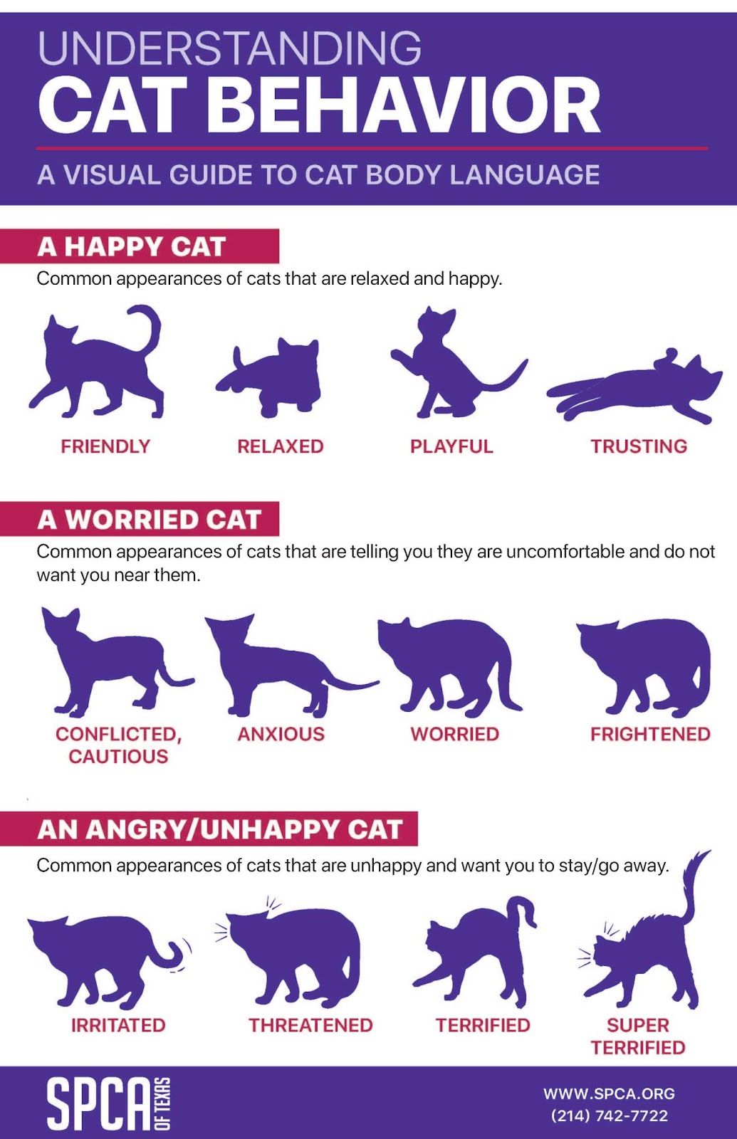Cat Behavior Images