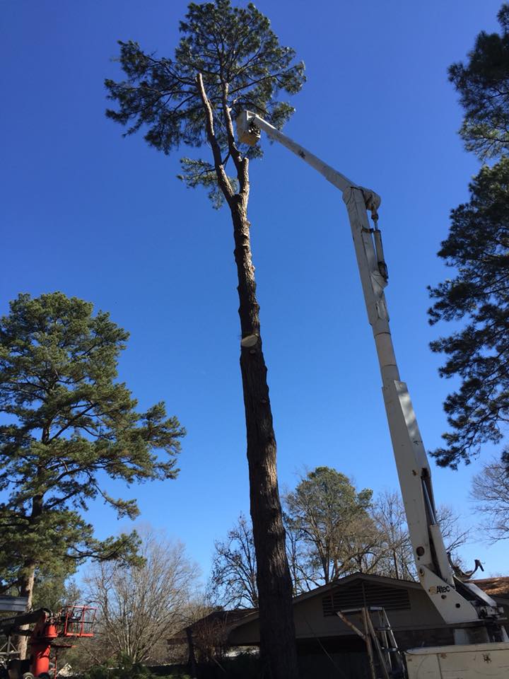 Trimming Tall Tree — Monroe, LA — Munholland Tree Service