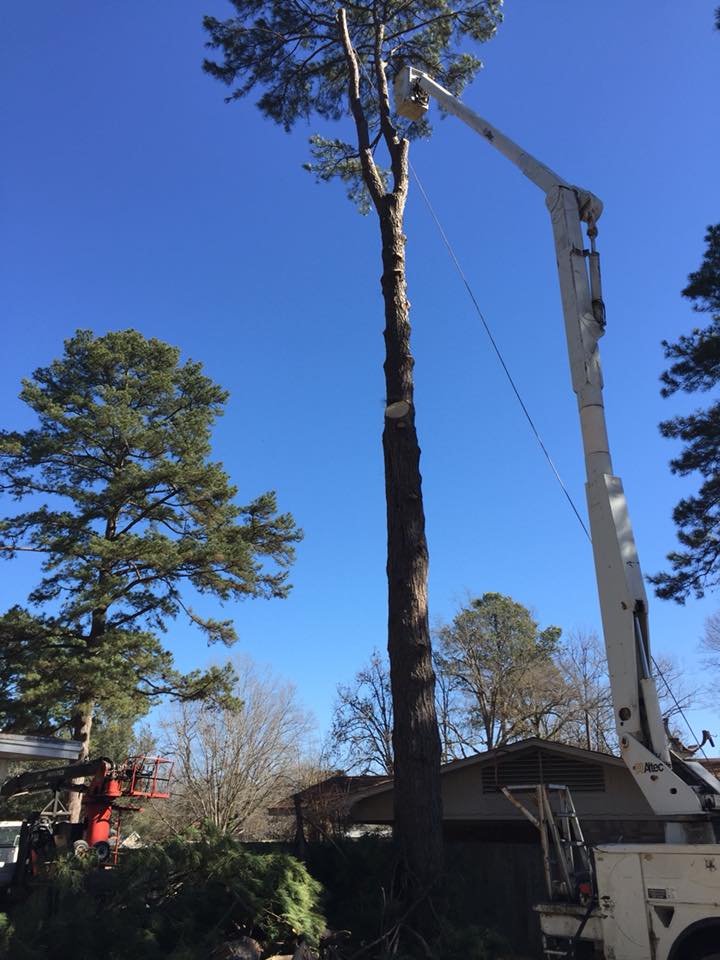 Checking Tall Tree — Monroe, LA — Munholland Tree Service