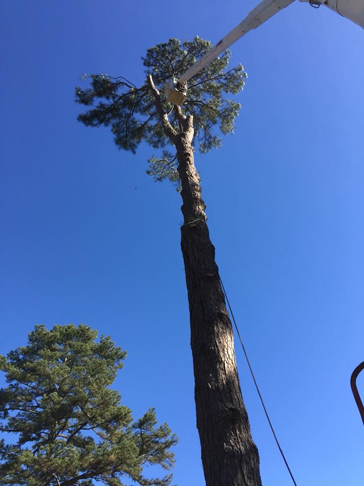 Tall Tree — Monroe, LA — Munholland Tree Service