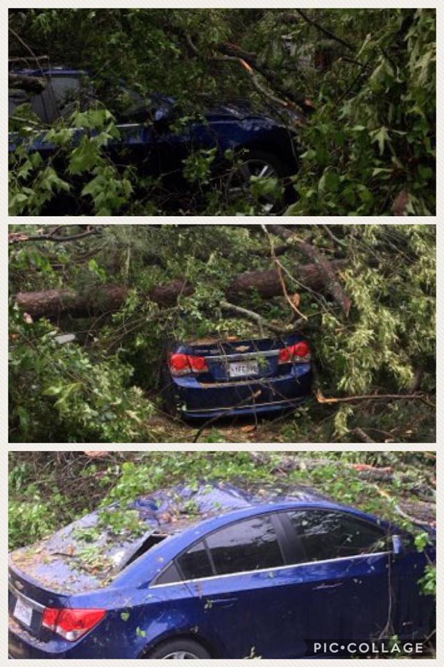 Tree Fell To A Car — Monroe, LA — Munholland Tree Service