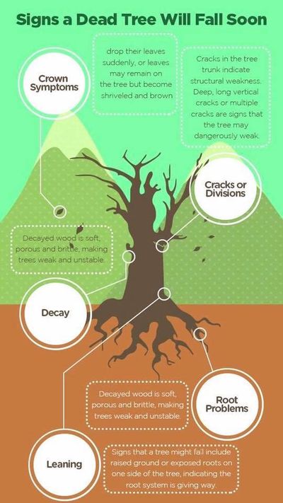 Infographic About Dead Tree — Monroe, LA — Munholland Tree Service