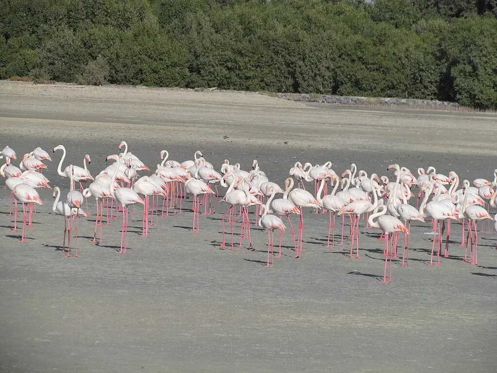 Ras Al Khor Wildlife Sanctuary