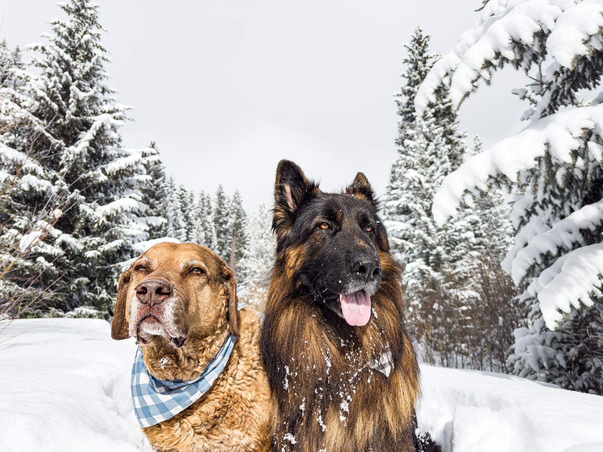 Two dogs are standing next to each other in the snow.