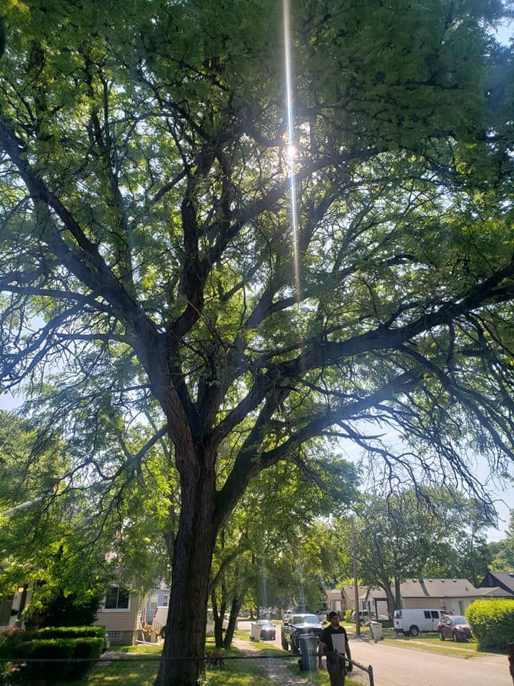 The sun is shining through the branches of a tree.