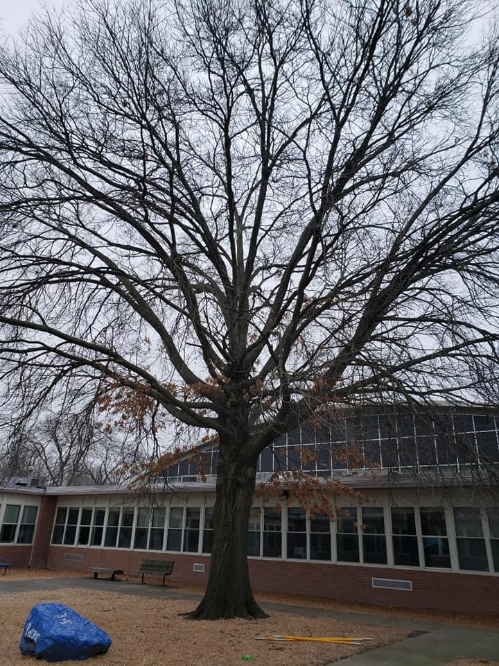 A large tree without leaves is in front of a school building.