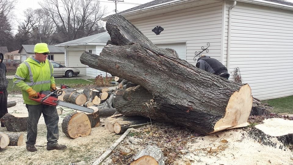 A man is cutting a tree with a chainsaw in front of a house.