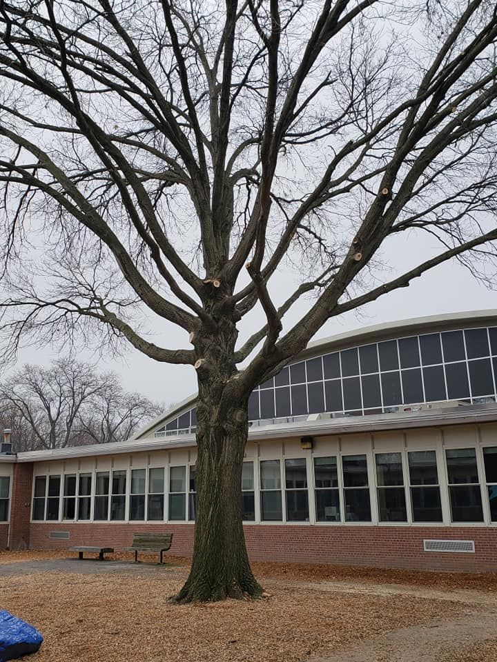 A large tree in front of a building with lots of windows
