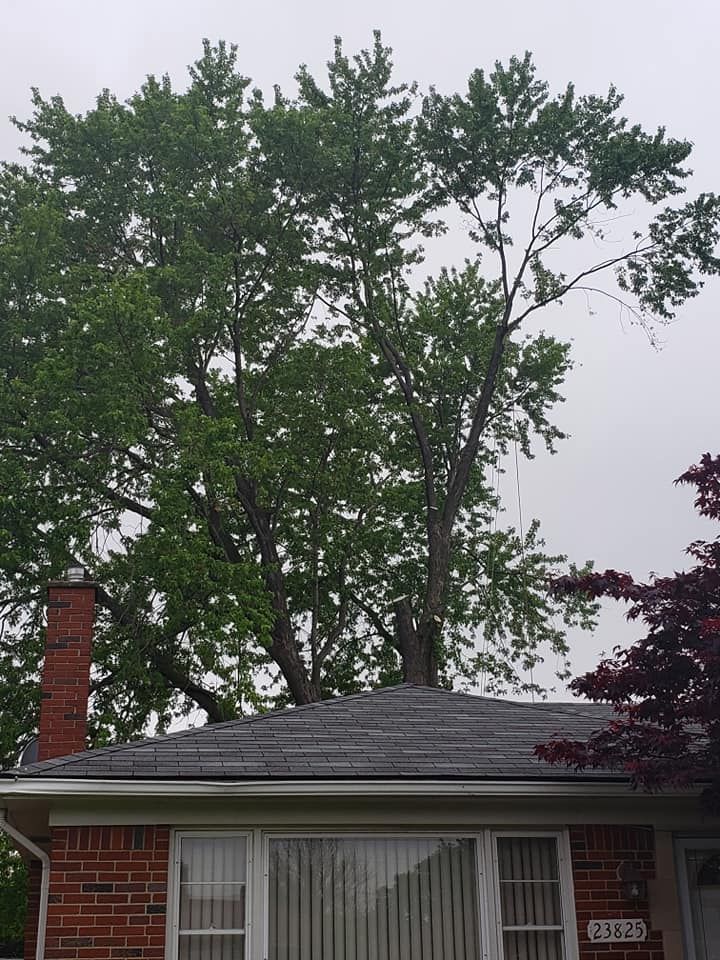A brick house with a tree growing on the roof