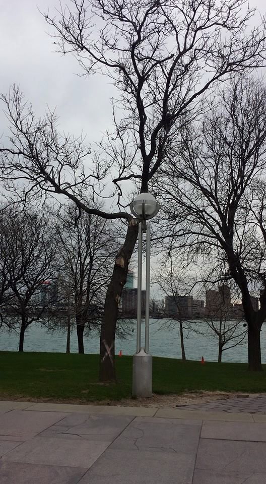 A street light in a park with trees and a body of water in the background
