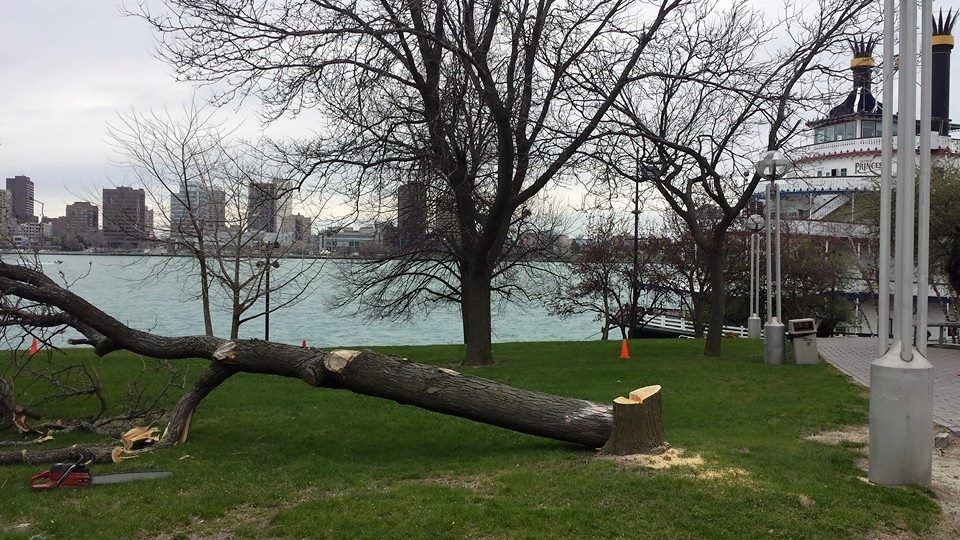 A tree that has fallen in a park with a city in the background