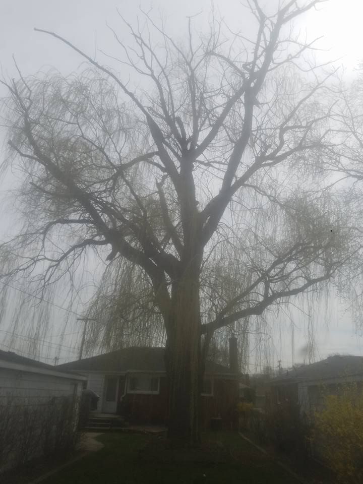 A tree without leaves is in front of a house on a foggy day.