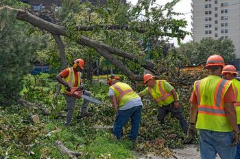 A group of construction workers are working on a fallen tree.