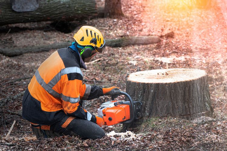 A man is cutting a tree stump with a chainsaw.