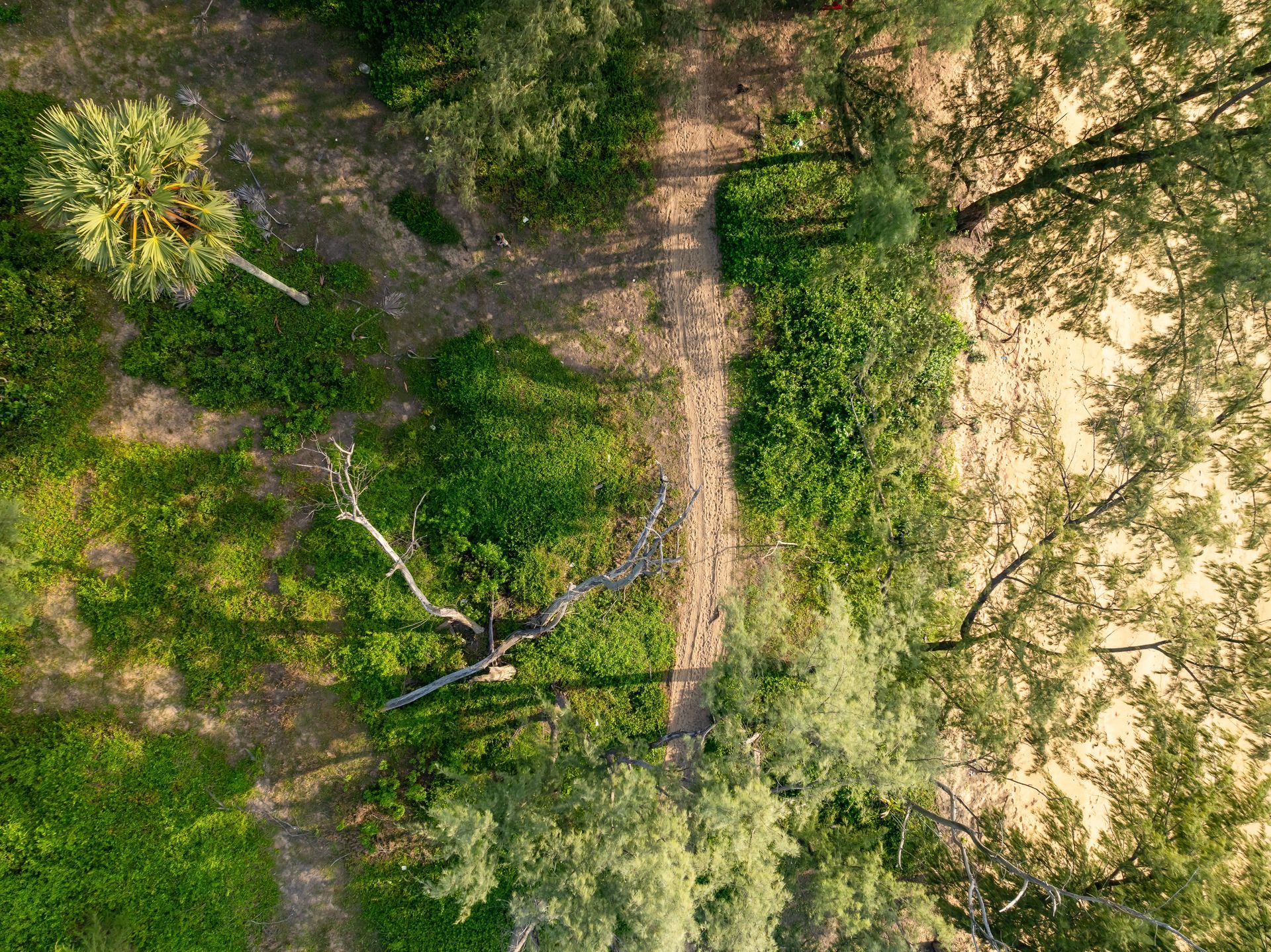 An aerial view of a forest with trees and grass.
