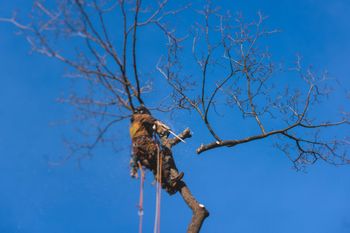 A man is climbing a tree with a chainsaw.