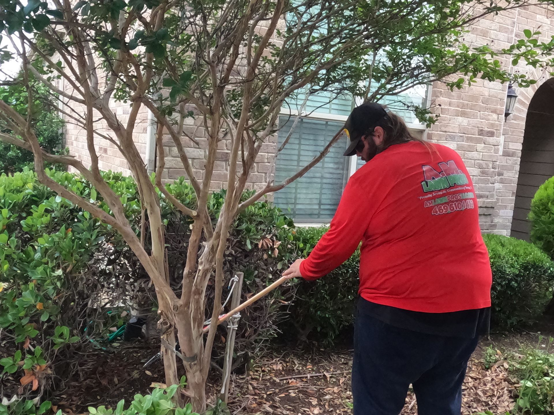 A man in a red shirt is raking leaves from a tree.