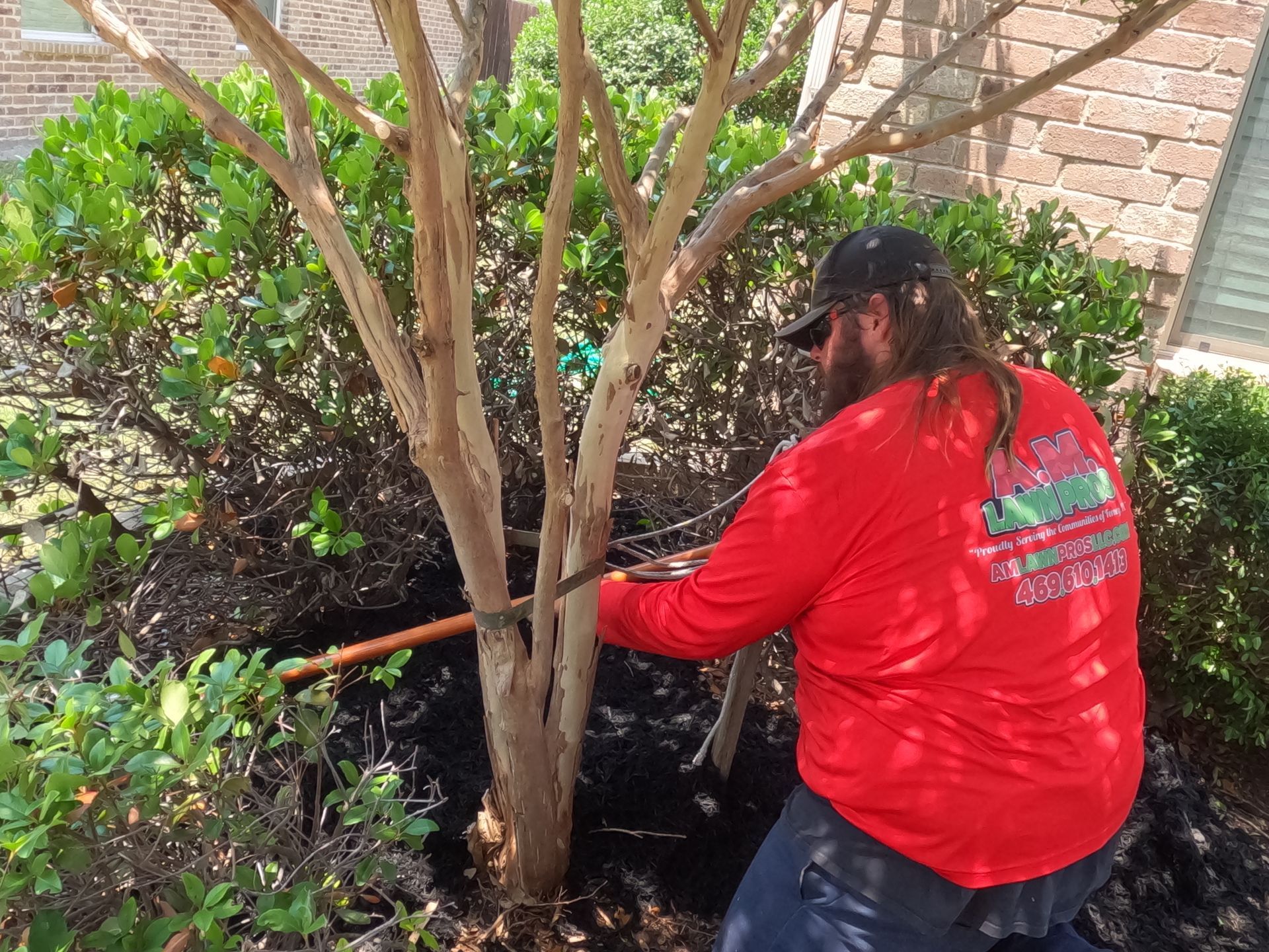 A man in a red shirt is working on a tree