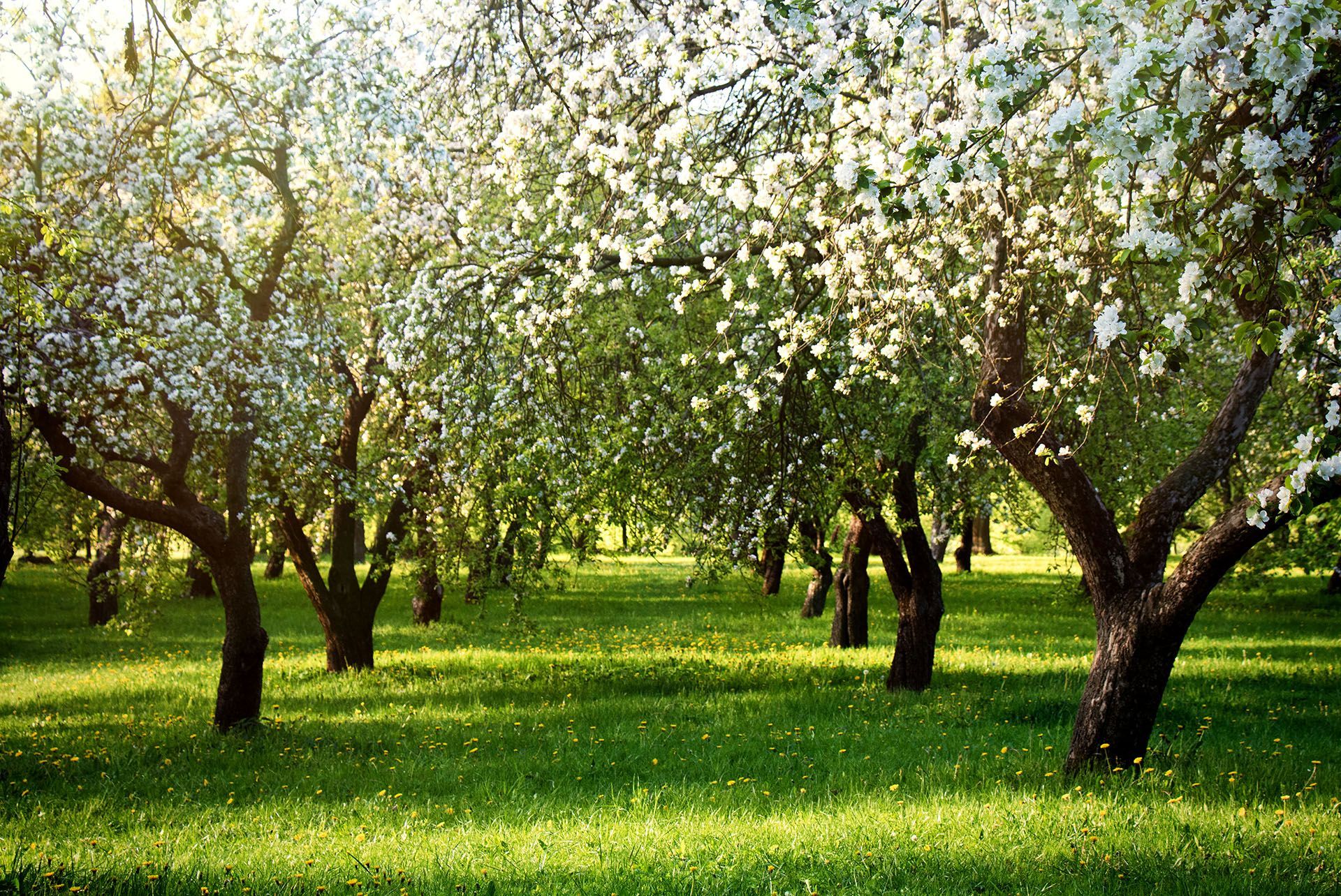 There are many trees in the park with white flowers on them.
