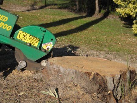 Tree Stump - Gold Coast, QLD - Affordable Stump Grinding