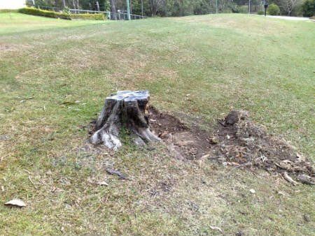Stump Tree - Gold Coast, QLD - Affordable Stump Grinding