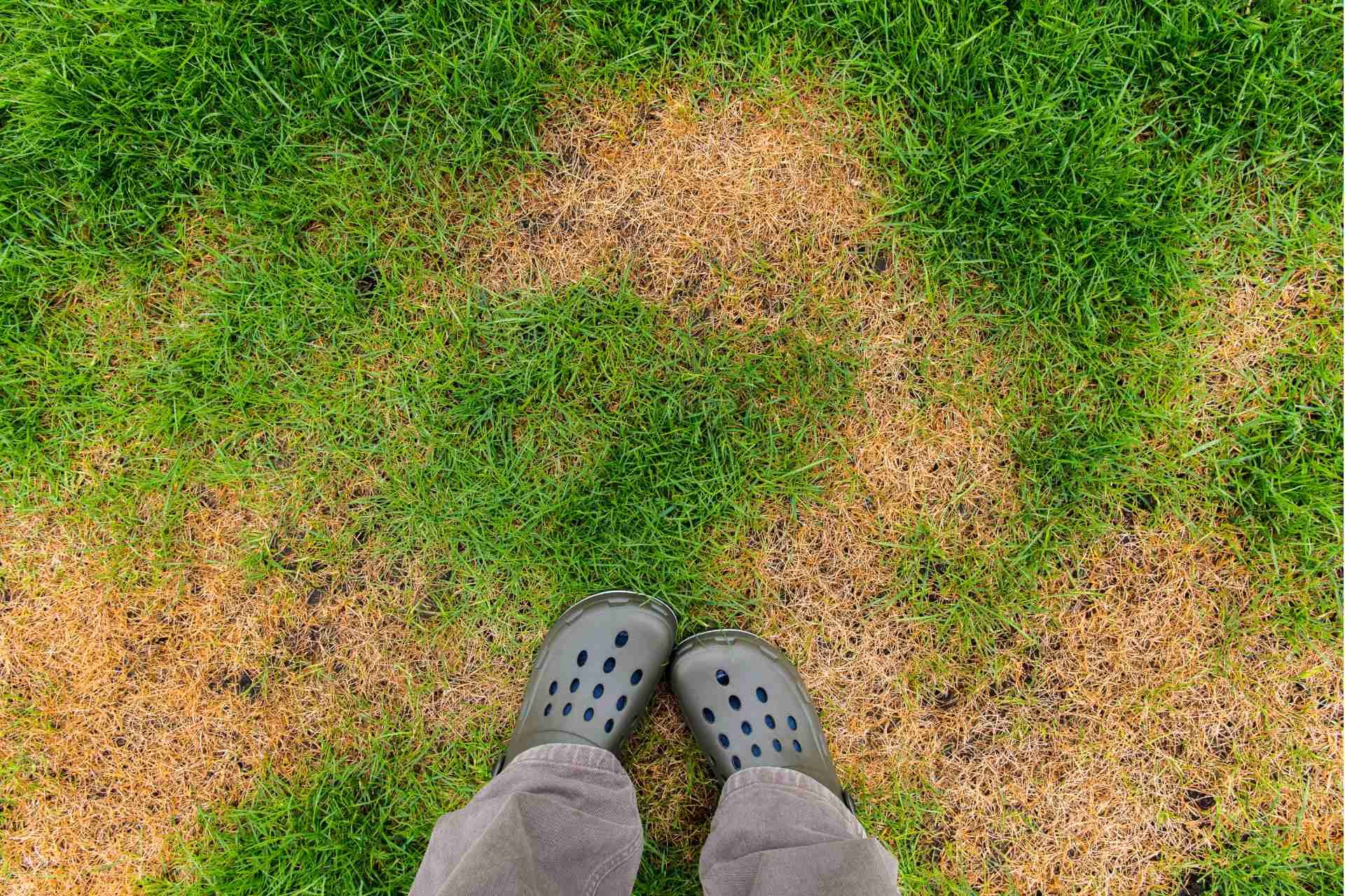 Common Lawn Care Mistakes Homeowners Make