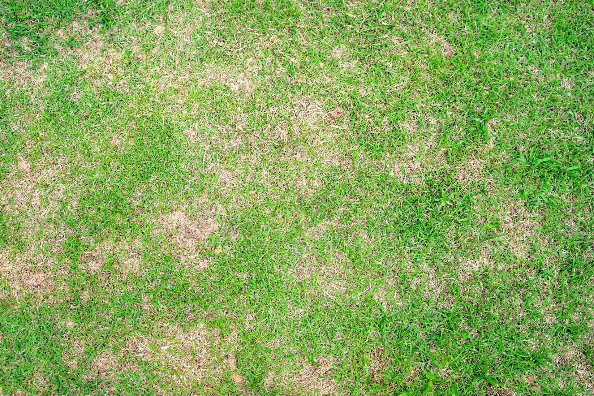 How to Identify and Fix Common Lawn Diseases