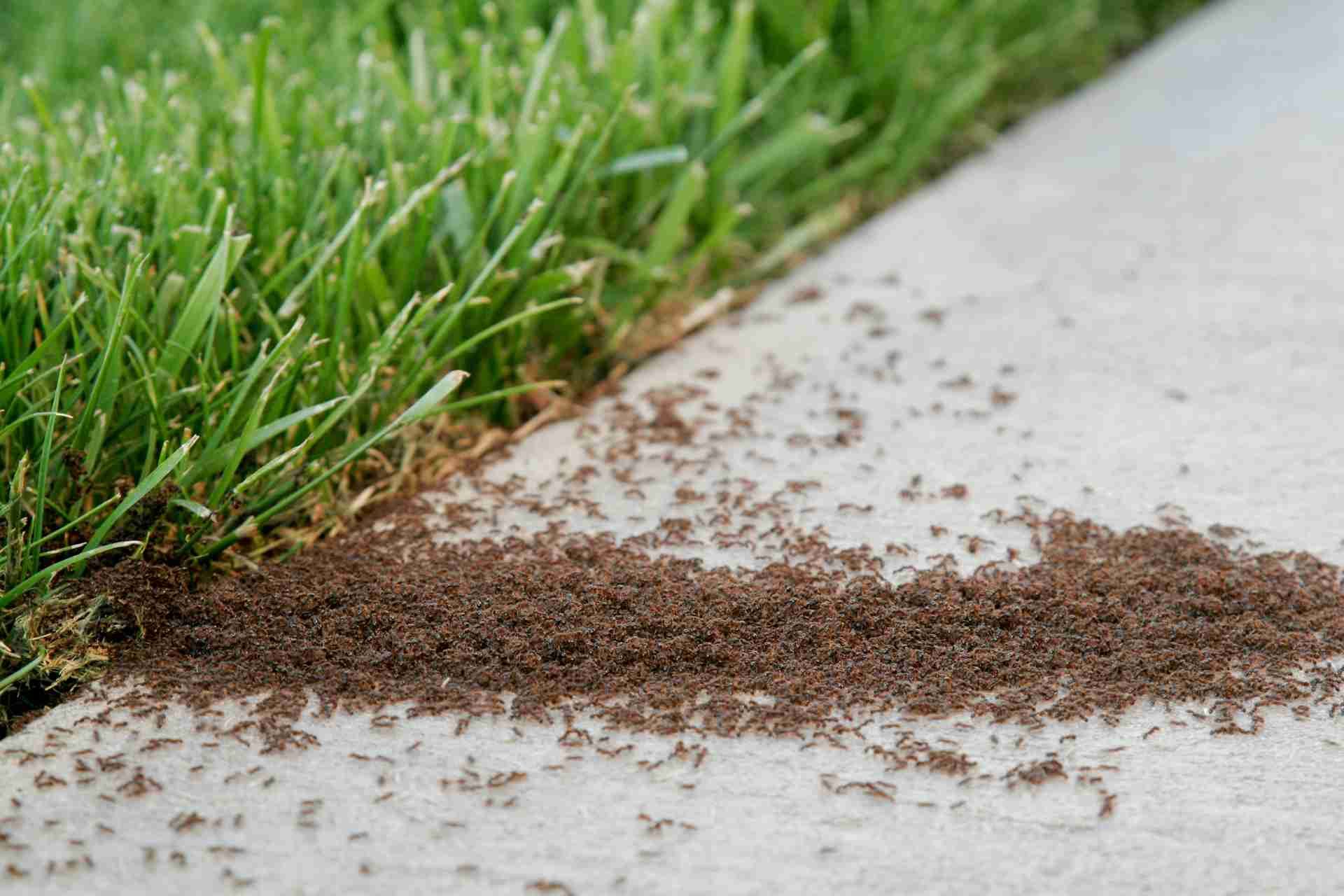 How to Identify and Treat Common Lawn Pests
