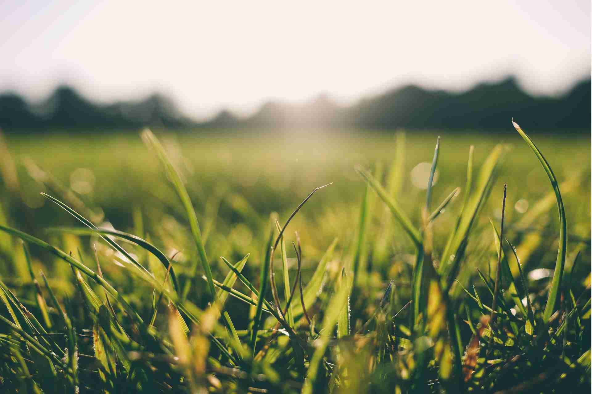 How to Stop Crabgrass from Coming Back